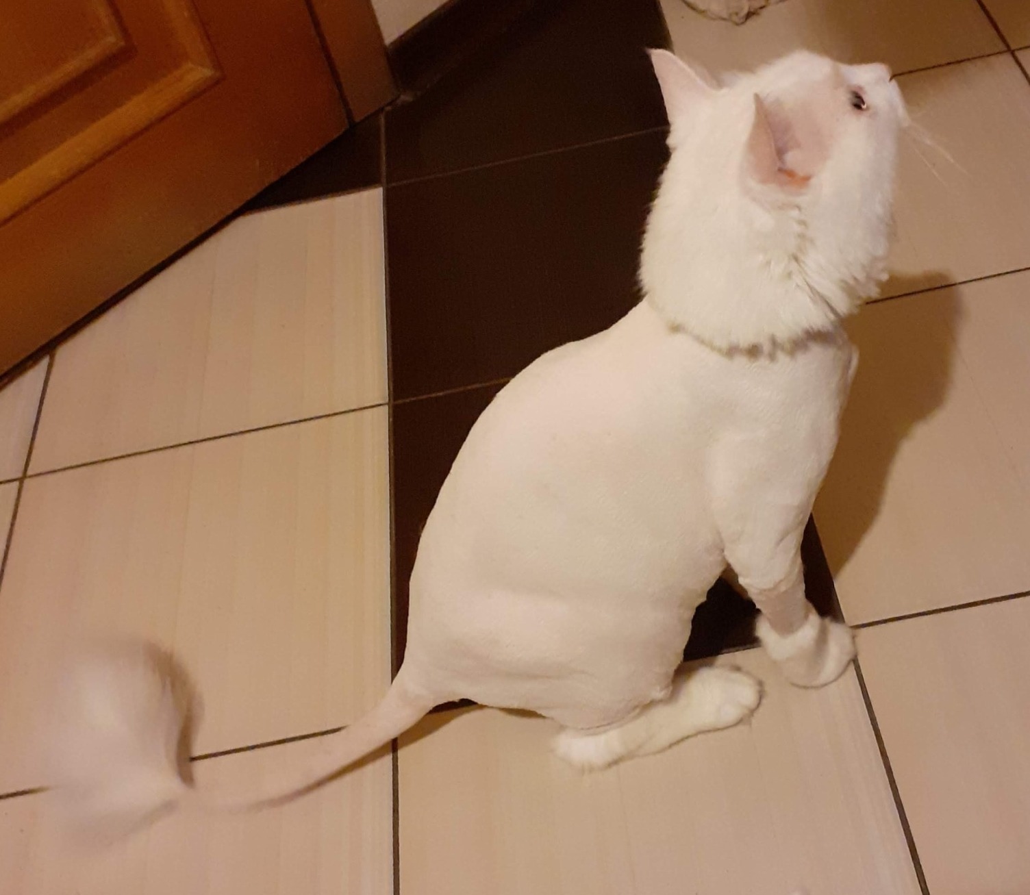 Стриженный белый кот